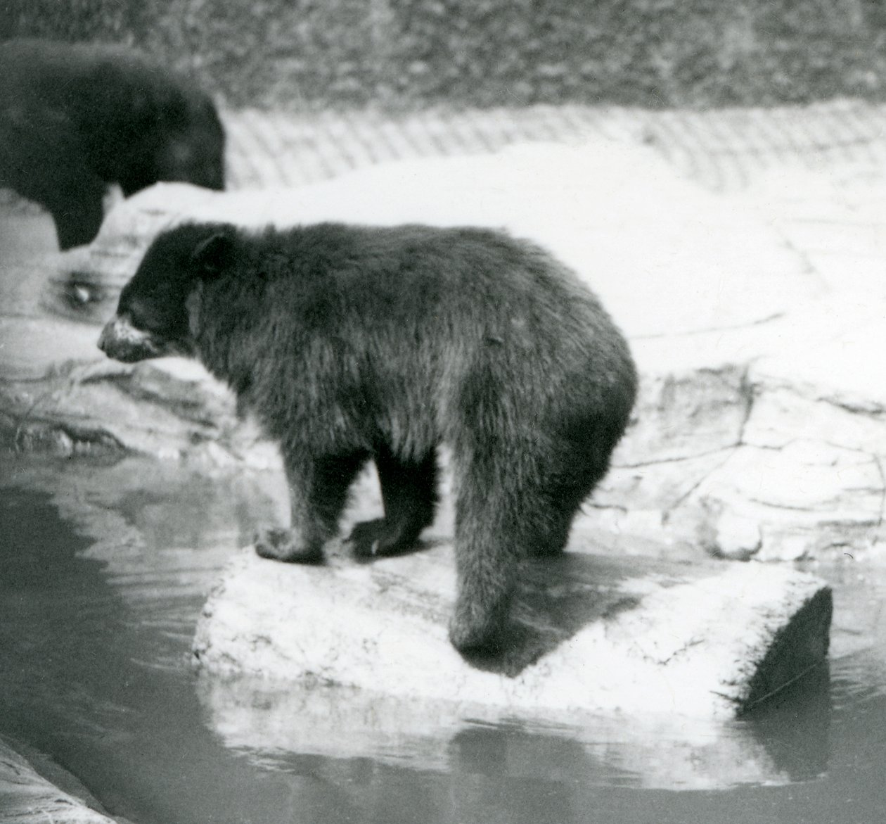 En andinsk glasögonbjörn som balanserar på en stock i en vattenpöl, London Zoo, juni 1925 av Frederick William Bond
