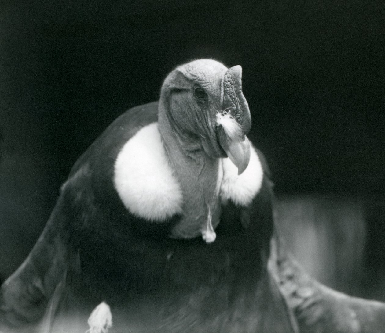 En andinkondor på London Zoo 1926 av Frederick William Bond