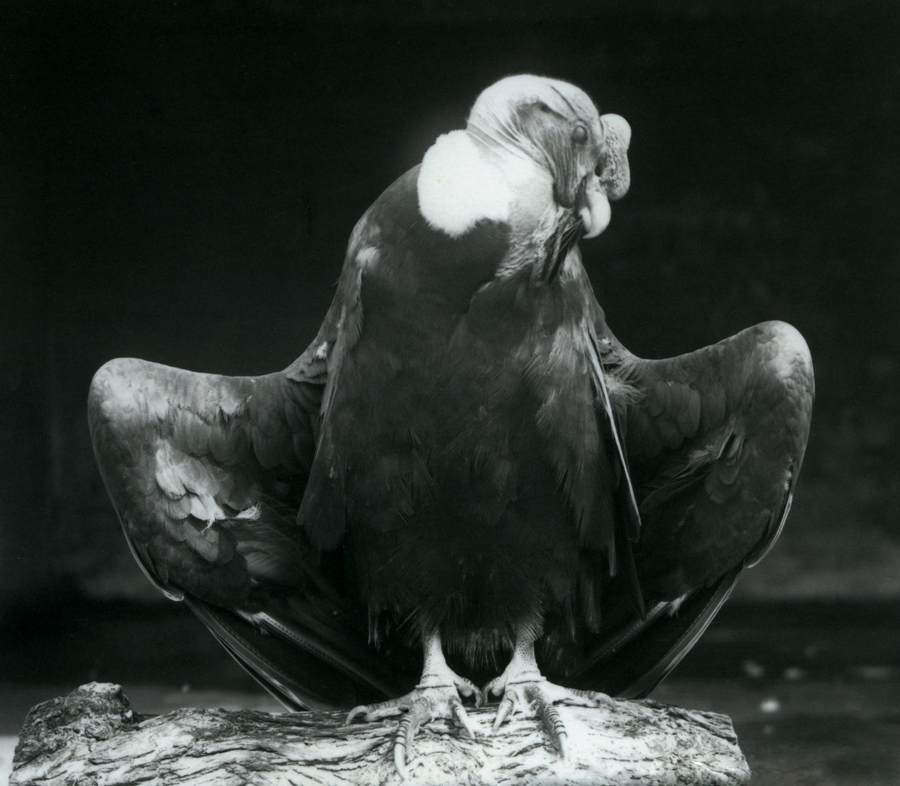 En Andinsk kondor vilande på en stock, London Zoo, 1925 av Frederick William Bond