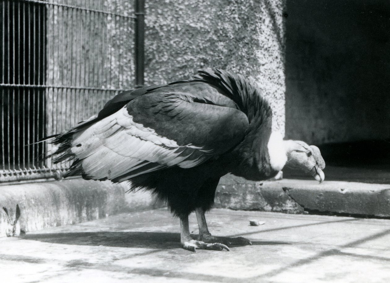 En Andesgam som står på golvet i sin inhägnad vid London Zoo i juli 1925 av Frederick William Bond
