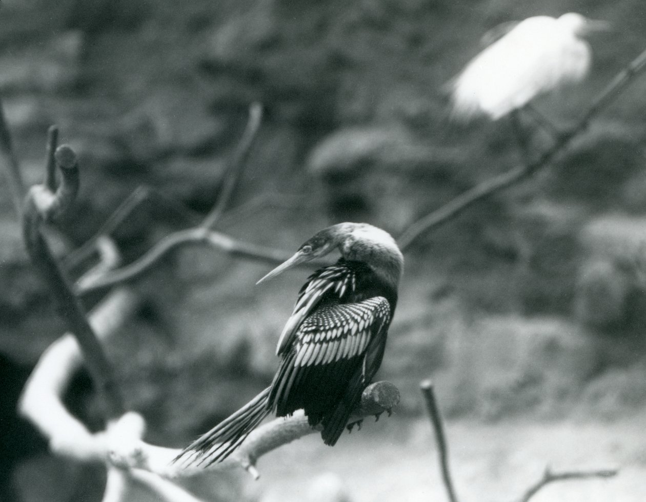 En Anhinga American DarterSnakebirdWater Turkey sitter på en gren på London Zoo i september 1927 av Frederick William Bond