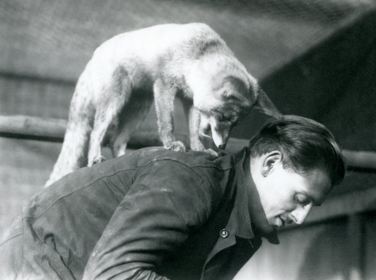En arabisk rödräv tittar över axeln på målvakten F. Shelley, medan han står på rygg, när han böjer sig, London Zoo, 1925 av Frederick William Bond
