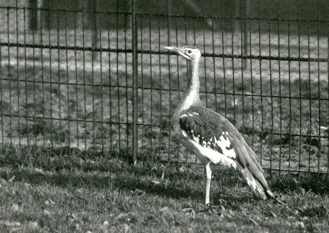En arabisk bustard som står i sin inhägnad på London Zoo, 1924 av Frederick William Bond
