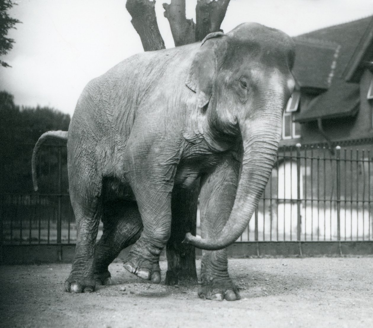 En asiatisk elefant som kliar sig mot ett dött träd, London Zoo av Frederick William Bond