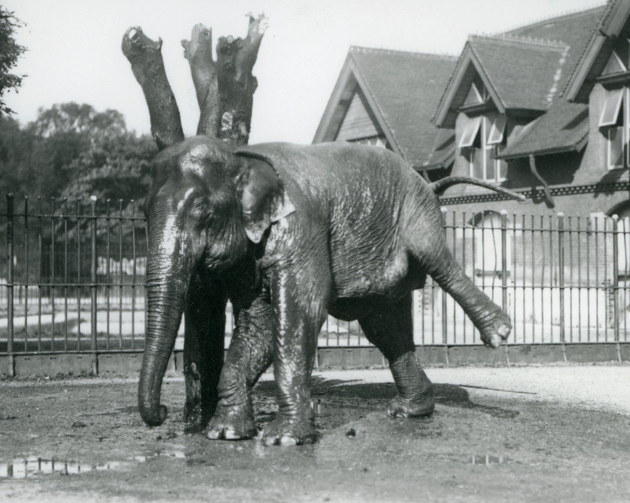 En asiatisk elefant som kliar sig mot ett dött träd medan han balanserar på tre ben, London Zoo av Frederick William Bond