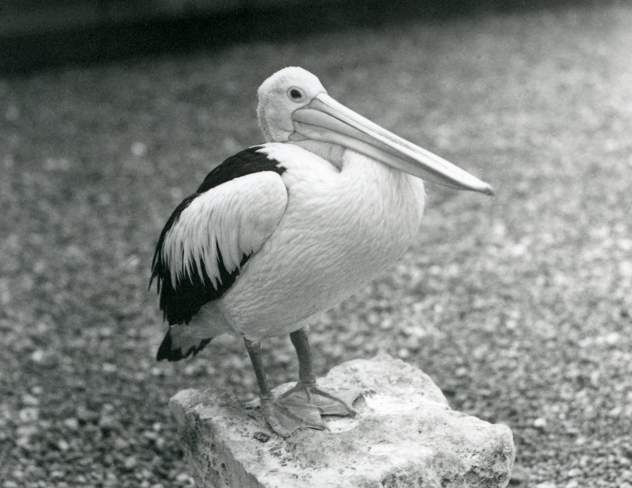 En australisk pelikan som står på en sten på London Zoo 1929 (s/v foto) av Frederick William Bond