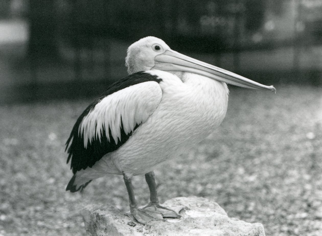 En australisk pelikan som står på en sten på London Zoo 1929 (s/v foto) av Frederick William Bond