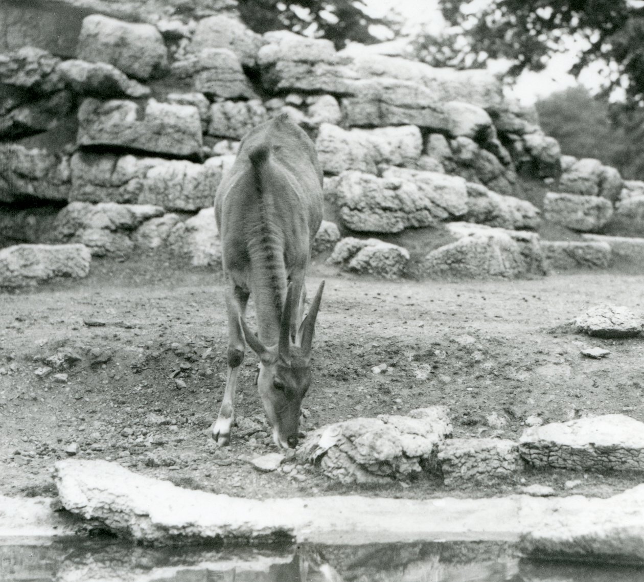 En ekland som betar i antilopfållan på London Zoo 1929 (svart/vitt foto) av Frederick William Bond