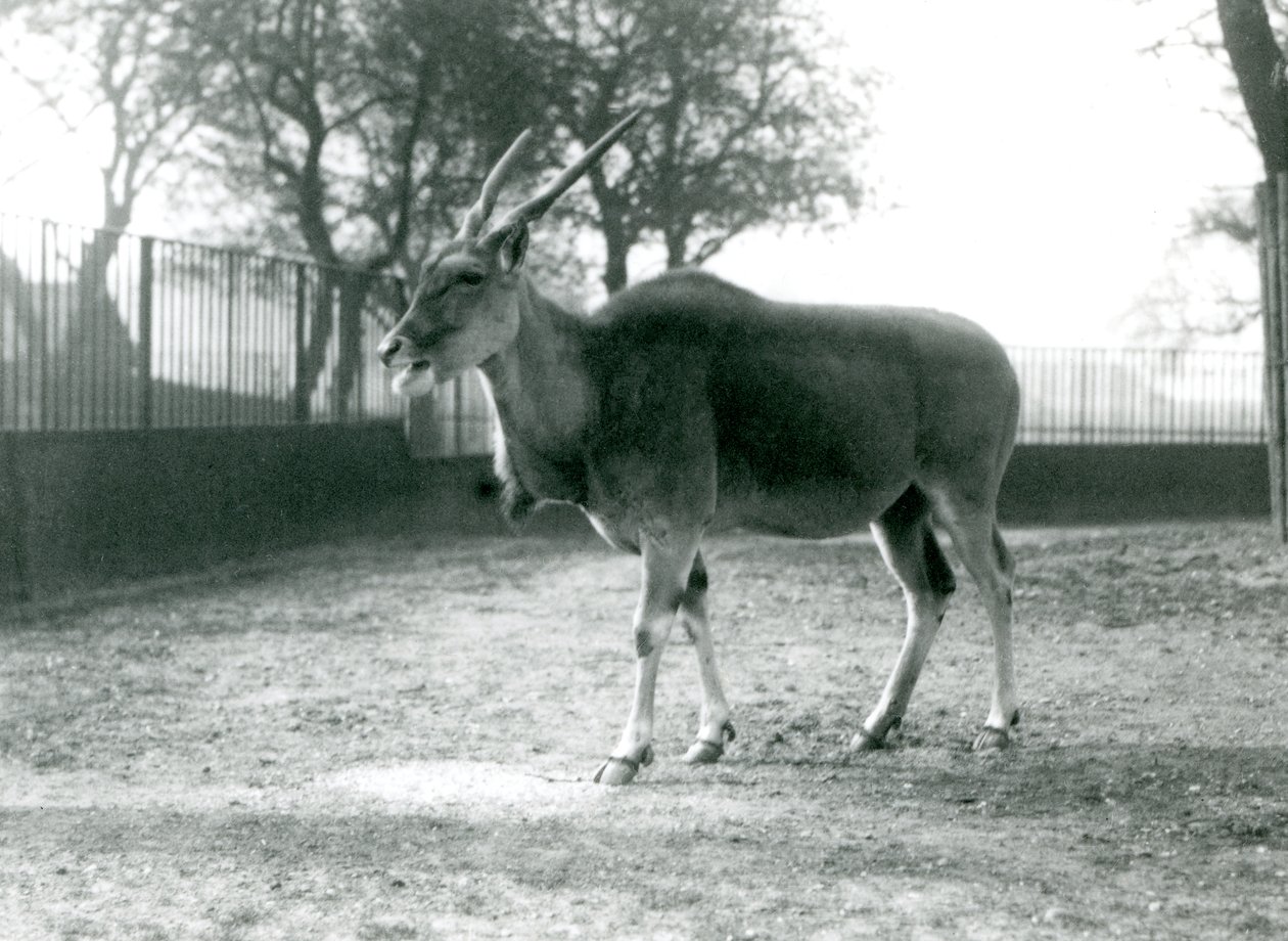 En eland i sin hage på London Zoo i juni 1925 av Frederick William Bond