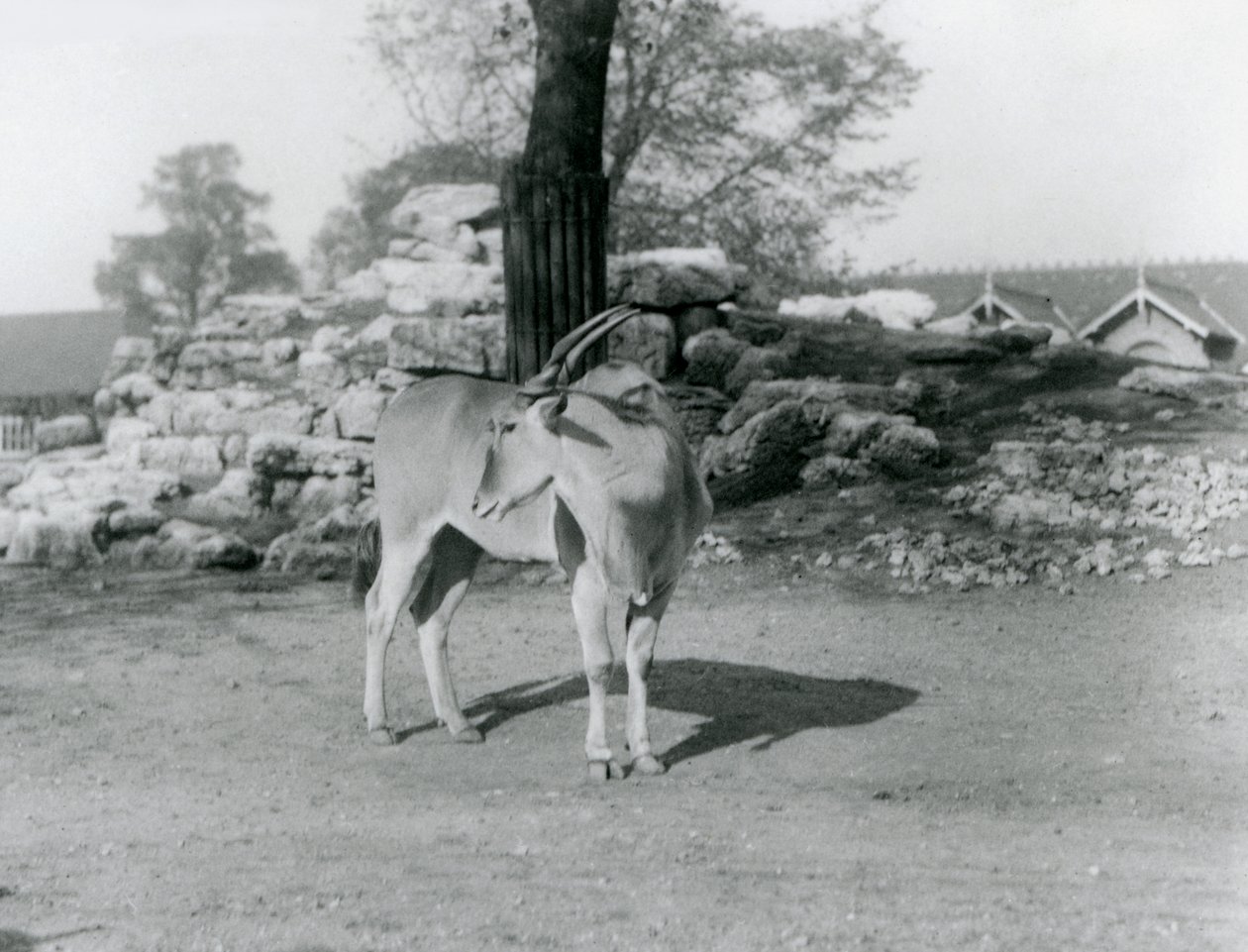 En eland som står i sin hage på London Zoo 1929 (s/v foto) av Frederick William Bond