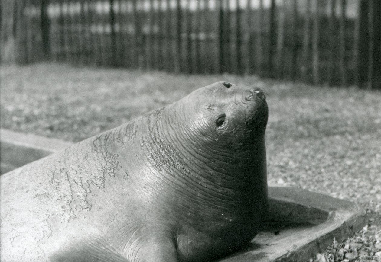 En elefantsäl vilar i sin pool på London Zoo 1930 (s/v foto) av Frederick William Bond