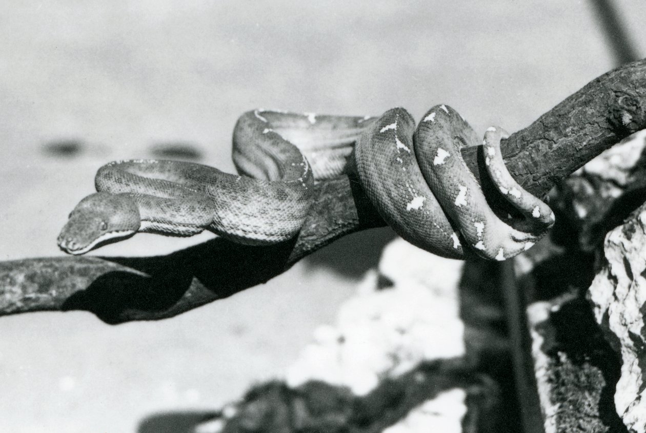 En smaragdträdsboa med sin kropp lindad längs en gren, London Zoo, oktober 1928 (s/v foto) av Frederick William Bond