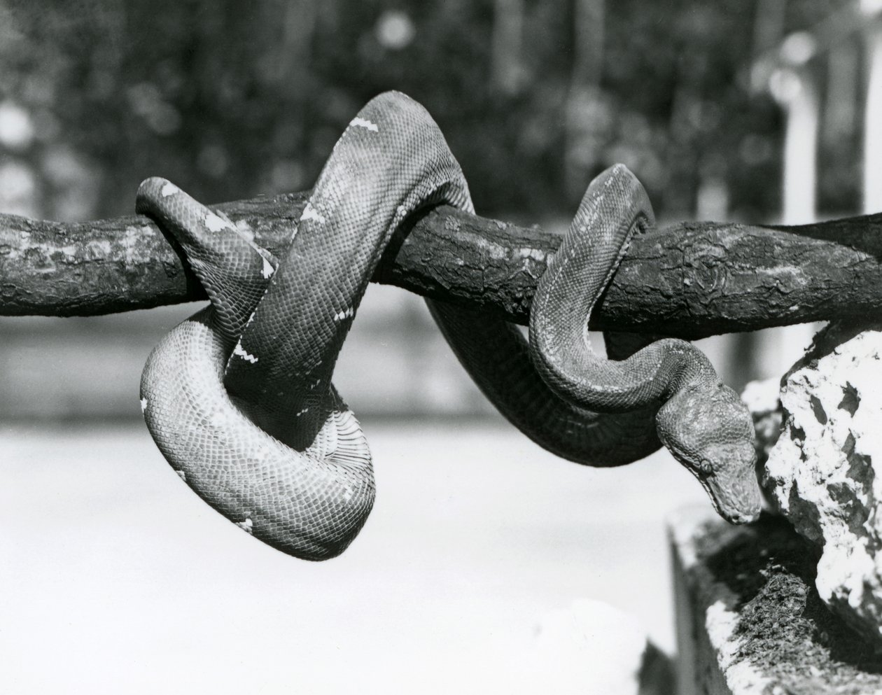 En smaragdträdsboa med sin kropp lindad längs en horisontell gren, tittar ner mot marken, London Zoo, oktober 1928 (s/v foto) av Frederick William Bond