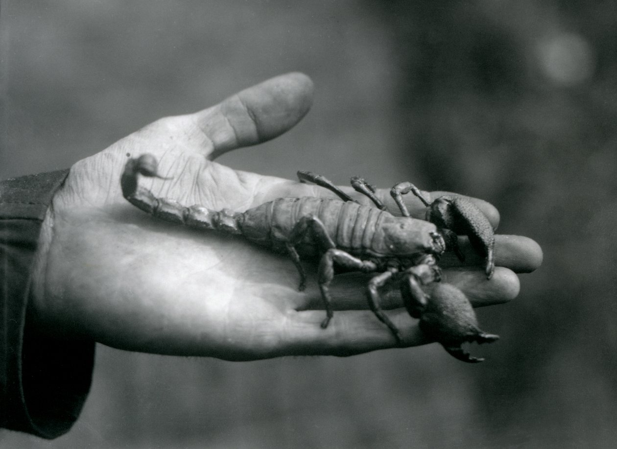 En kejsarskorpion som hölls i handflatan på en djurhållare, London Zoo, oktober 1925 av Frederick William Bond