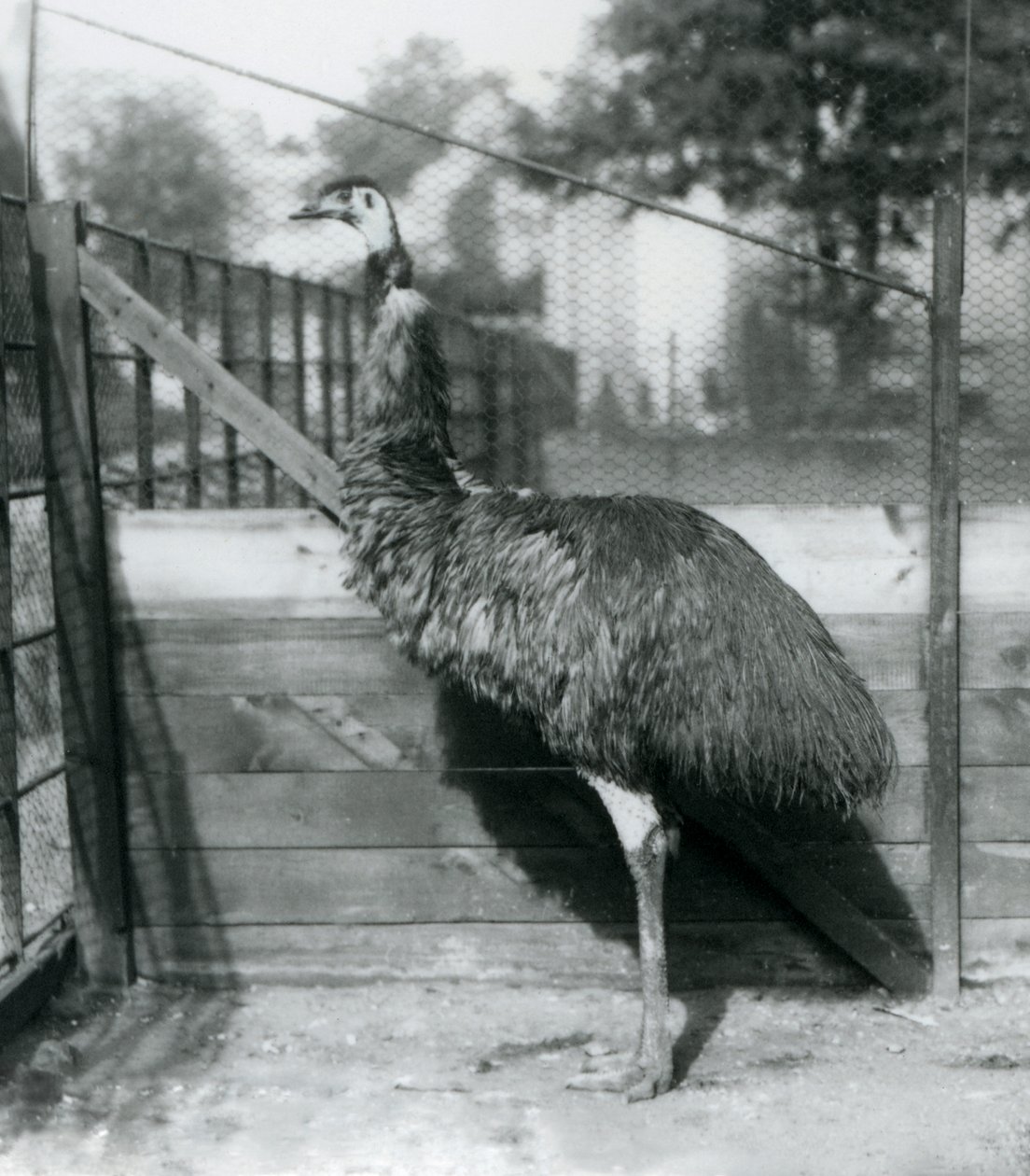 En Emu på London Zoo i september 1927 av Frederick William Bond
