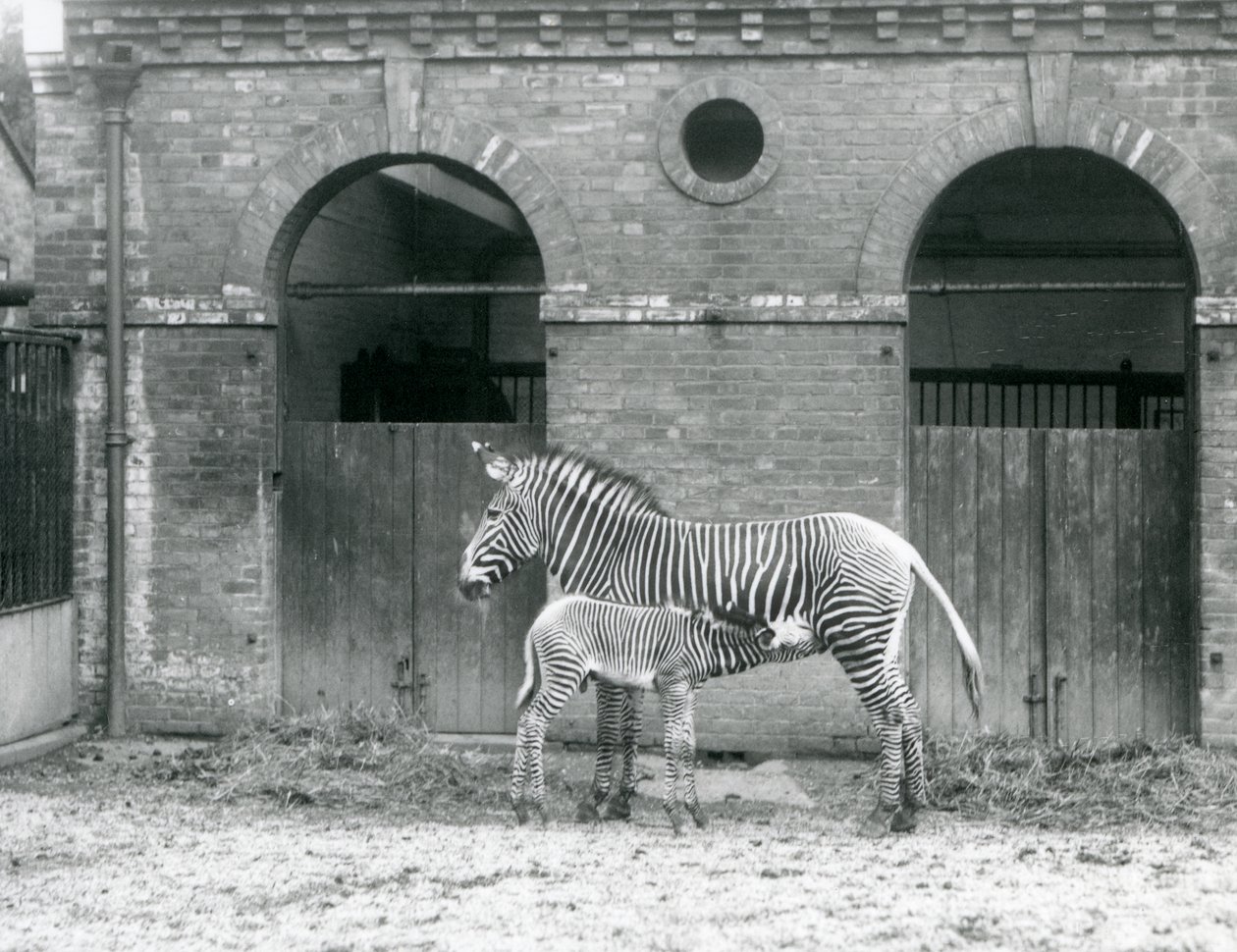 En utrotningshotad Grevys Imperial Zebra som står och matar sitt föl, i deras hage på London Zoo 1927 av Frederick William Bond