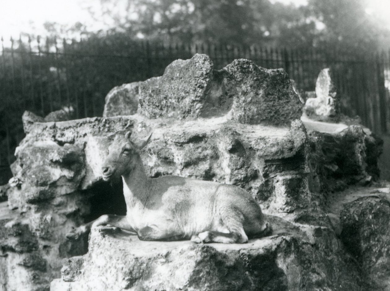 En stenbock från Himalaya som vilar på en klippavsats vid London Zoo, augusti 1927 av Frederick William Bond
