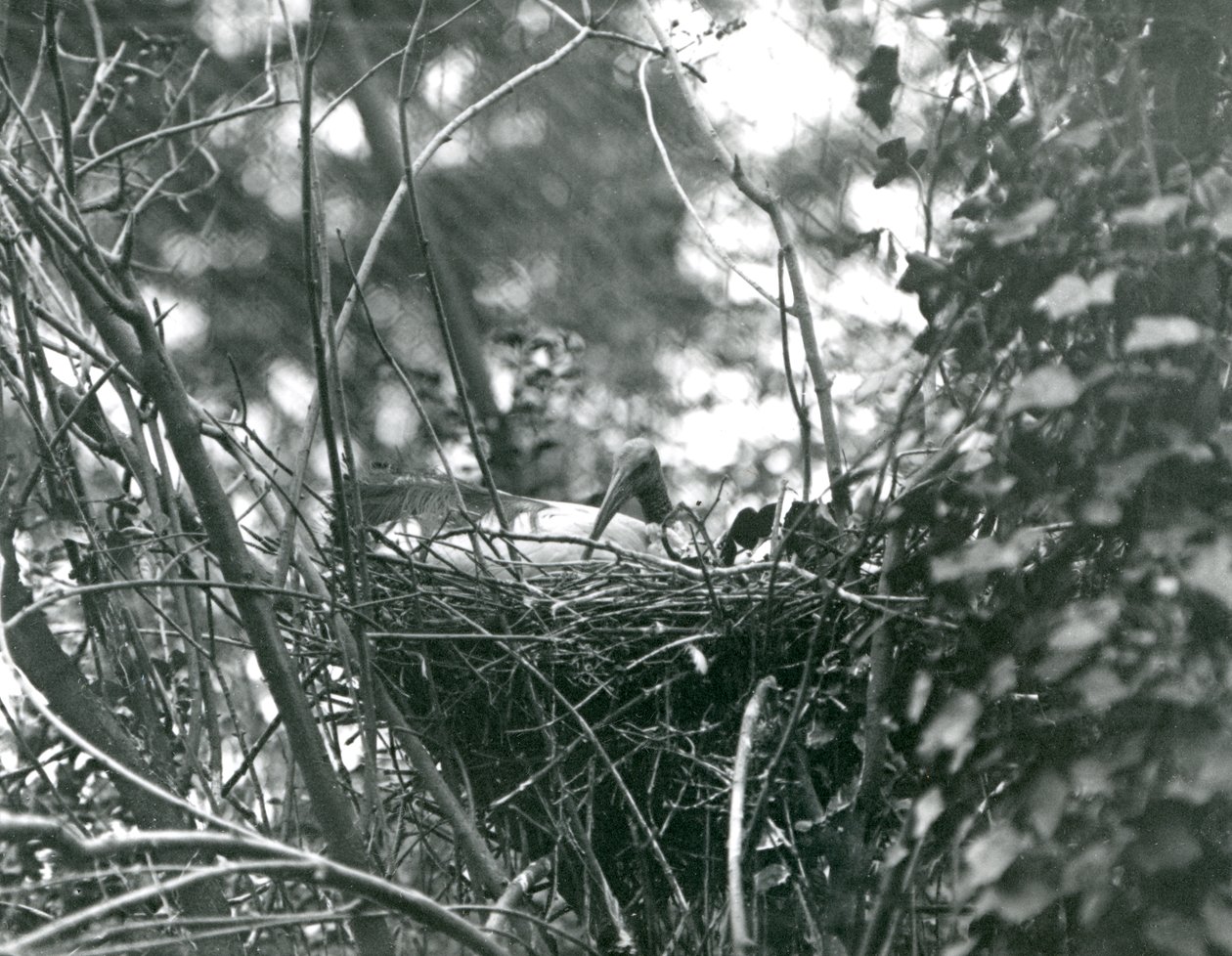 En Ibis sitter på sitt bo i London Zoo 1924 av Frederick William Bond