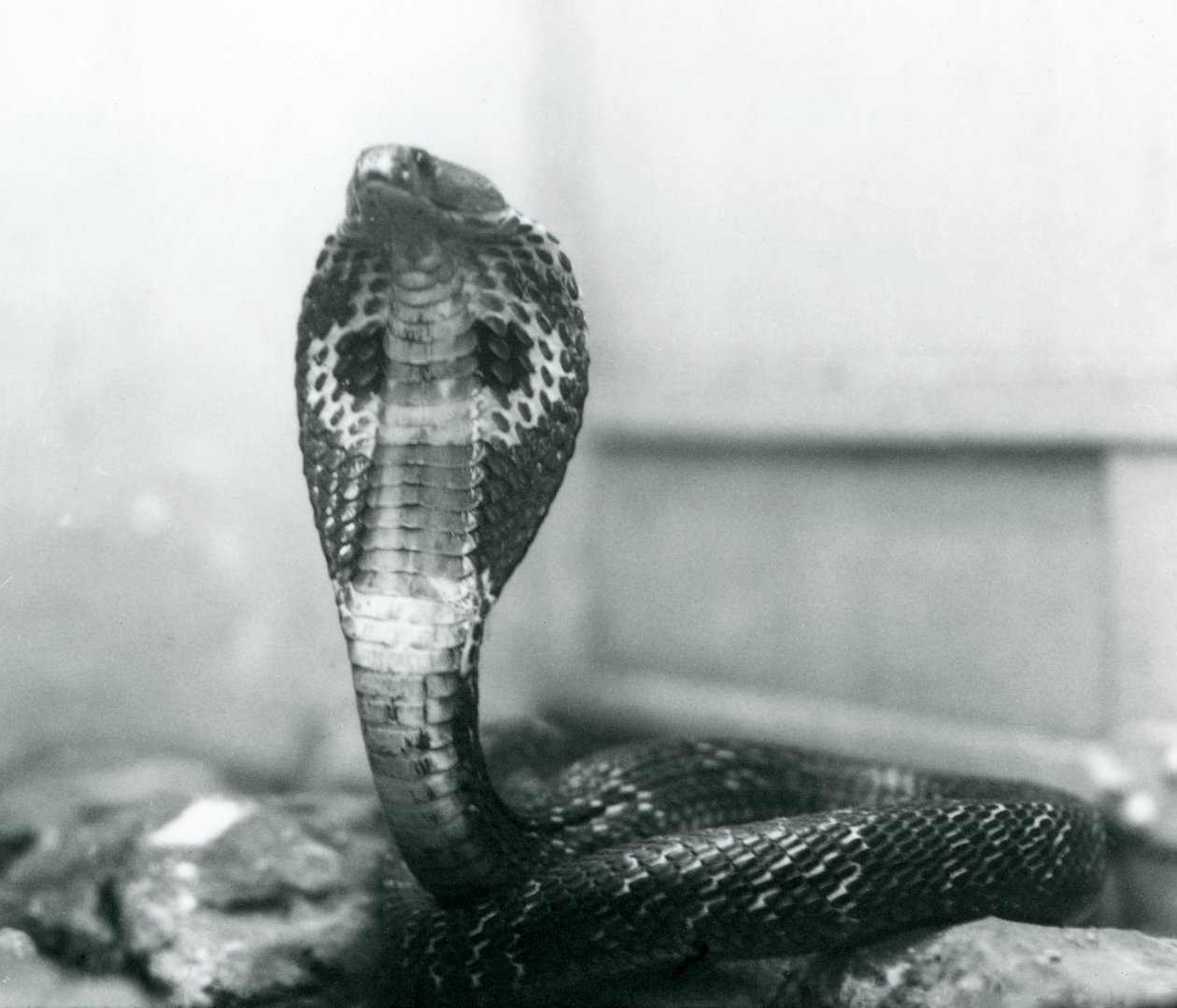 En indisk glasögon, AsianBinocellate Cobra med upphöjt huvud och utsvängd huva, London Zoo, oktober 1925 av Frederick William Bond