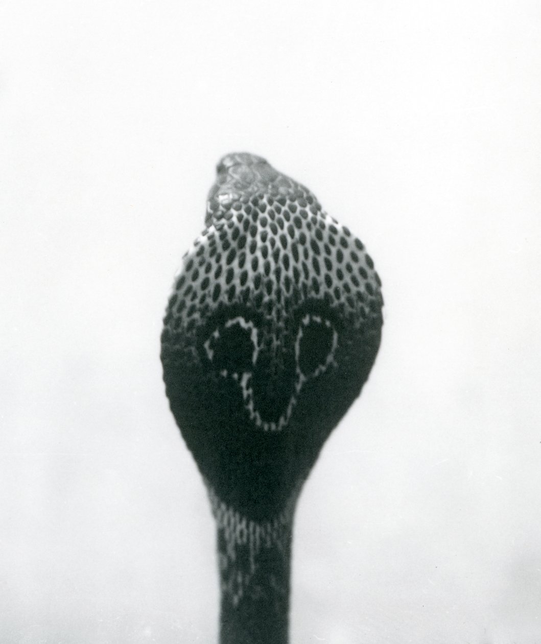En indisk glasögon, AsianBinocellate Cobra med upphöjt huvud och utsvängd huva, London Zoo, oktober 1925 av Frederick William Bond