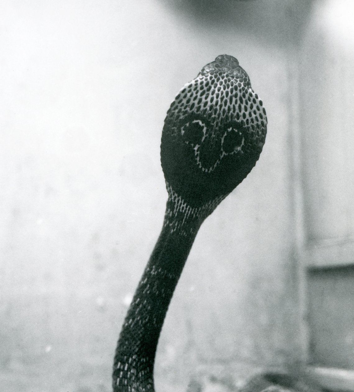 En indisk glasögon, AsianBinocellate Cobra med upphöjt huvud och utsvängd huva, London Zoo, oktober 1925 av Frederick William Bond