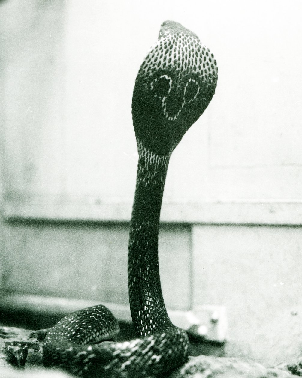 En indisk glasögon, AsianBinocellate Cobra med upphöjt huvud och utsvängd huva, London Zoo, oktober 1925 av Frederick William Bond