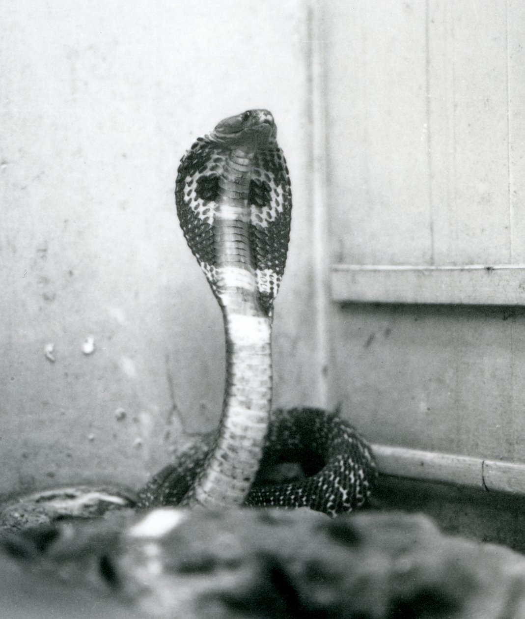 En indisk glasögon, AsianBinocellate Cobra med upphöjt huvud och utsvängd huva, London Zoo, oktober 1925 av Frederick William Bond