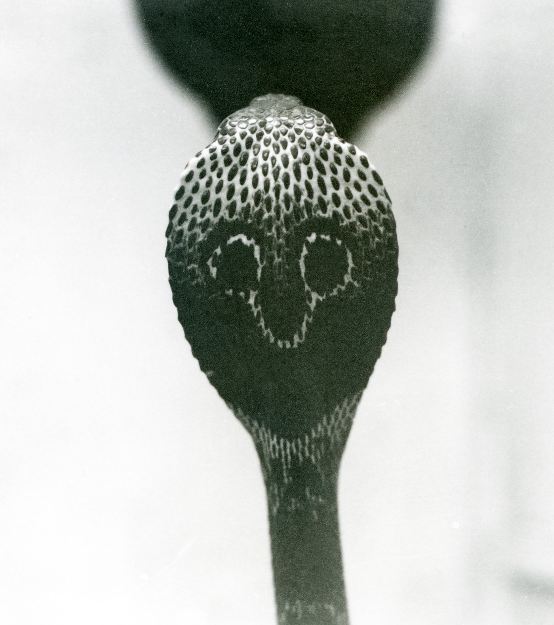 En indisk glasögon, AsianBinocellate Cobra med upphöjt huvud och utsvängd huva, London Zoo, oktober 1925 av Frederick William Bond