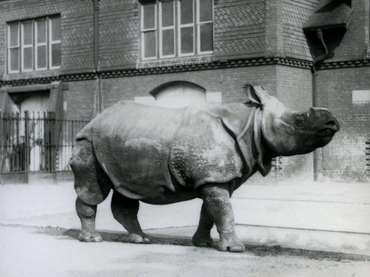 En indisk noshörning på London Zoo, 1927 av Frederick William Bond