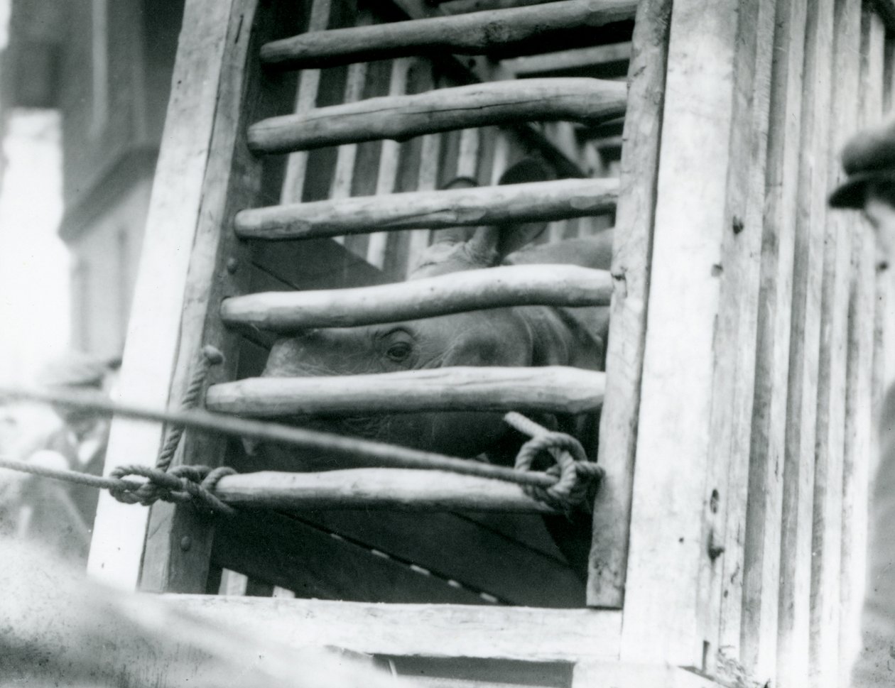 En indisk noshörning kikar ut ur sin transportlåda av trä vid ankomsten till London Zoo 1924 av Frederick William Bond