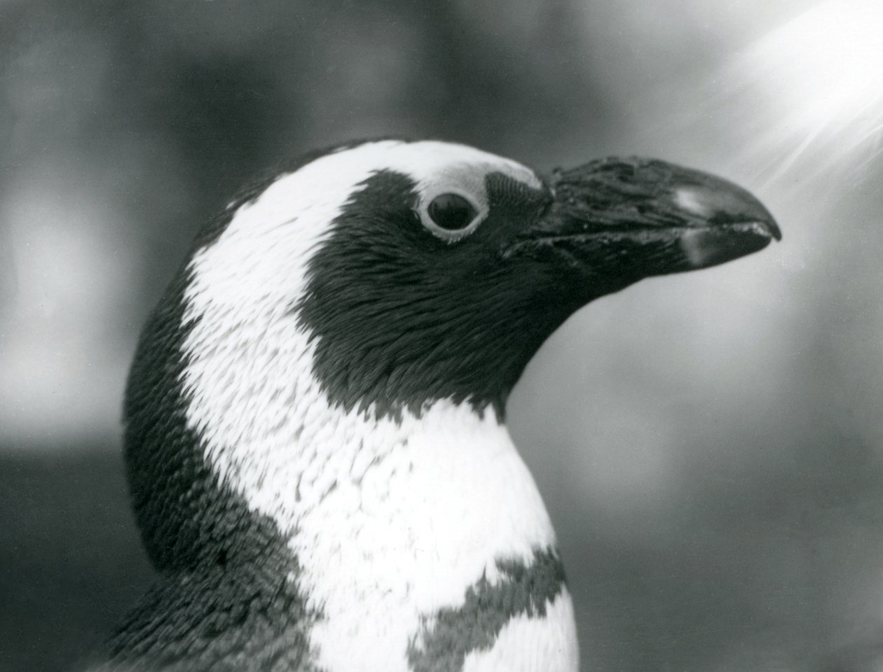 En vuxen svartfotad afrikansk pingvin på London Zoo, september 1925 av Frederick William Bond