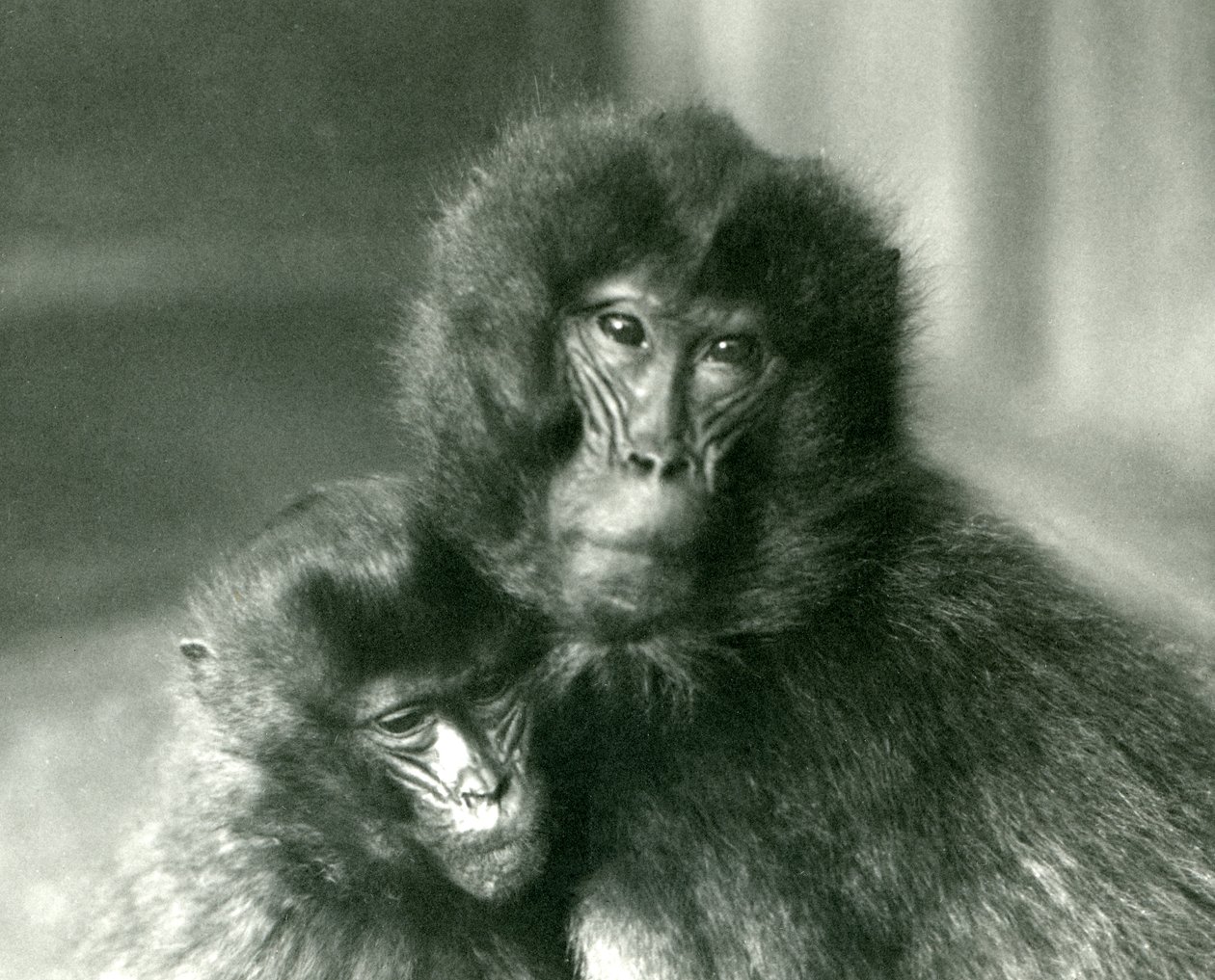 En vuxen och ung Gelada blödande hjärtapa på London Zoo i januari 1925 av Frederick William Bond