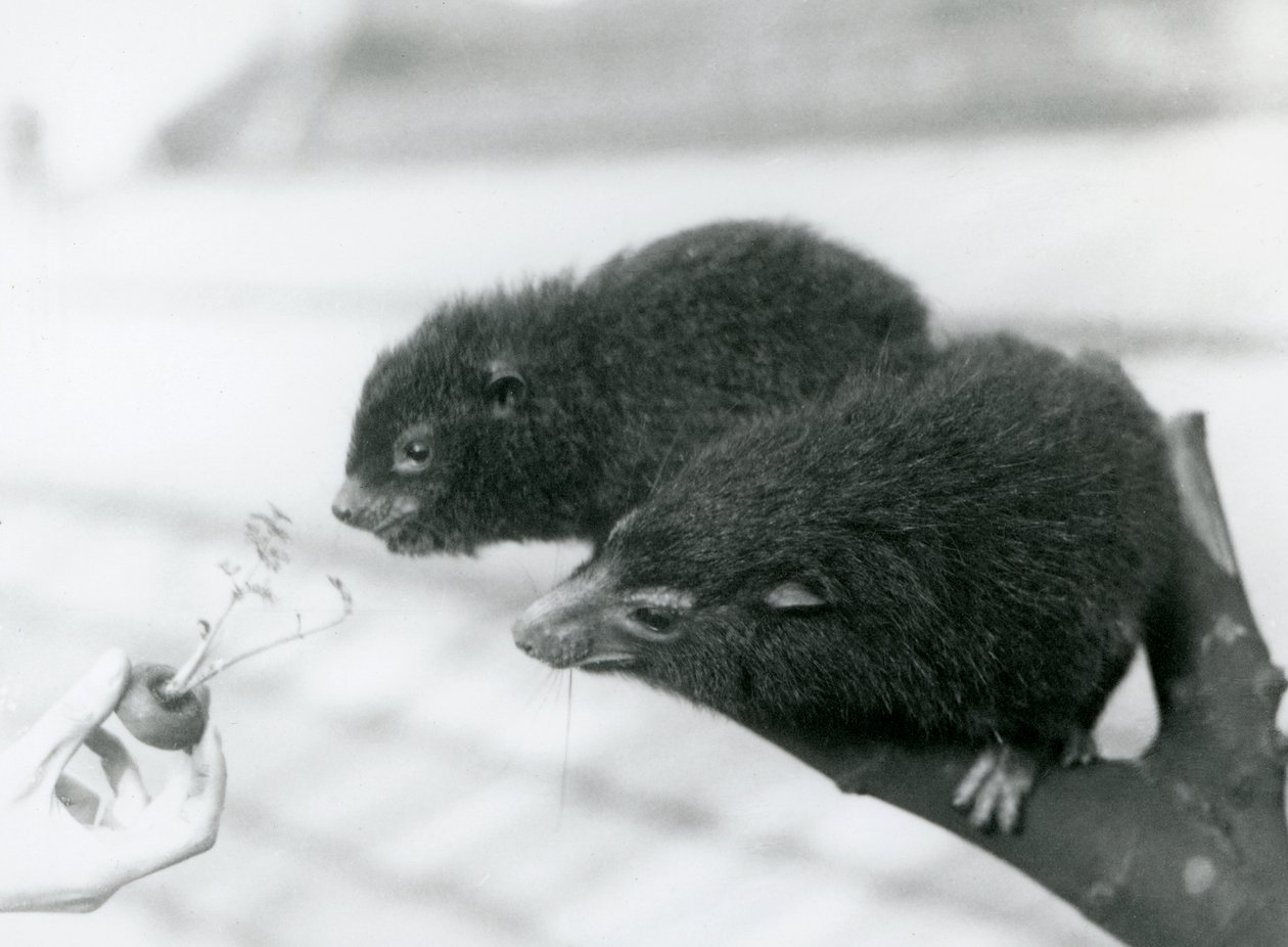 En vuxen och ung Western Tree Hyrax sitter på en gren och lutar sig över till en morotstopp som hålls för dem att äta, London Zoo av Frederick William Bond