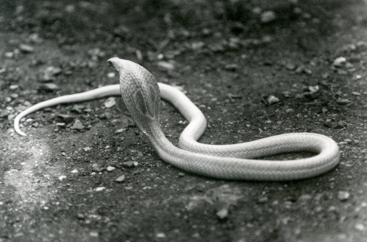 En albino indisk glasögonAsianBinocellate Cobra med höjt huvud och utspridd huva, London Zoo, september 1924 av Frederick William Bond