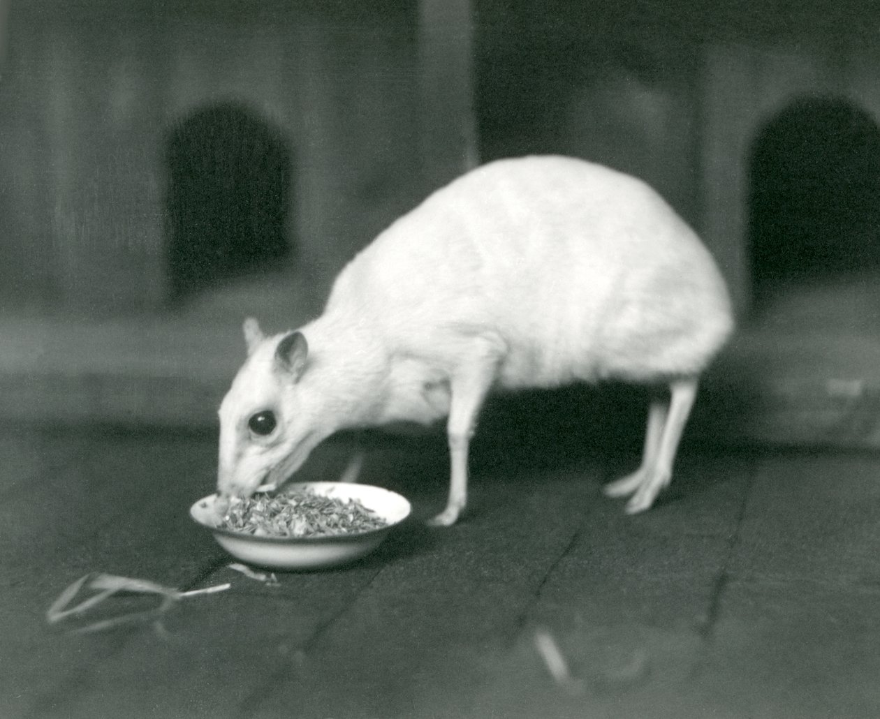 En albino Javan Chevrotain Java Mouse-Deer som äter ur en skål på London Zoo 1926 av Frederick William Bond