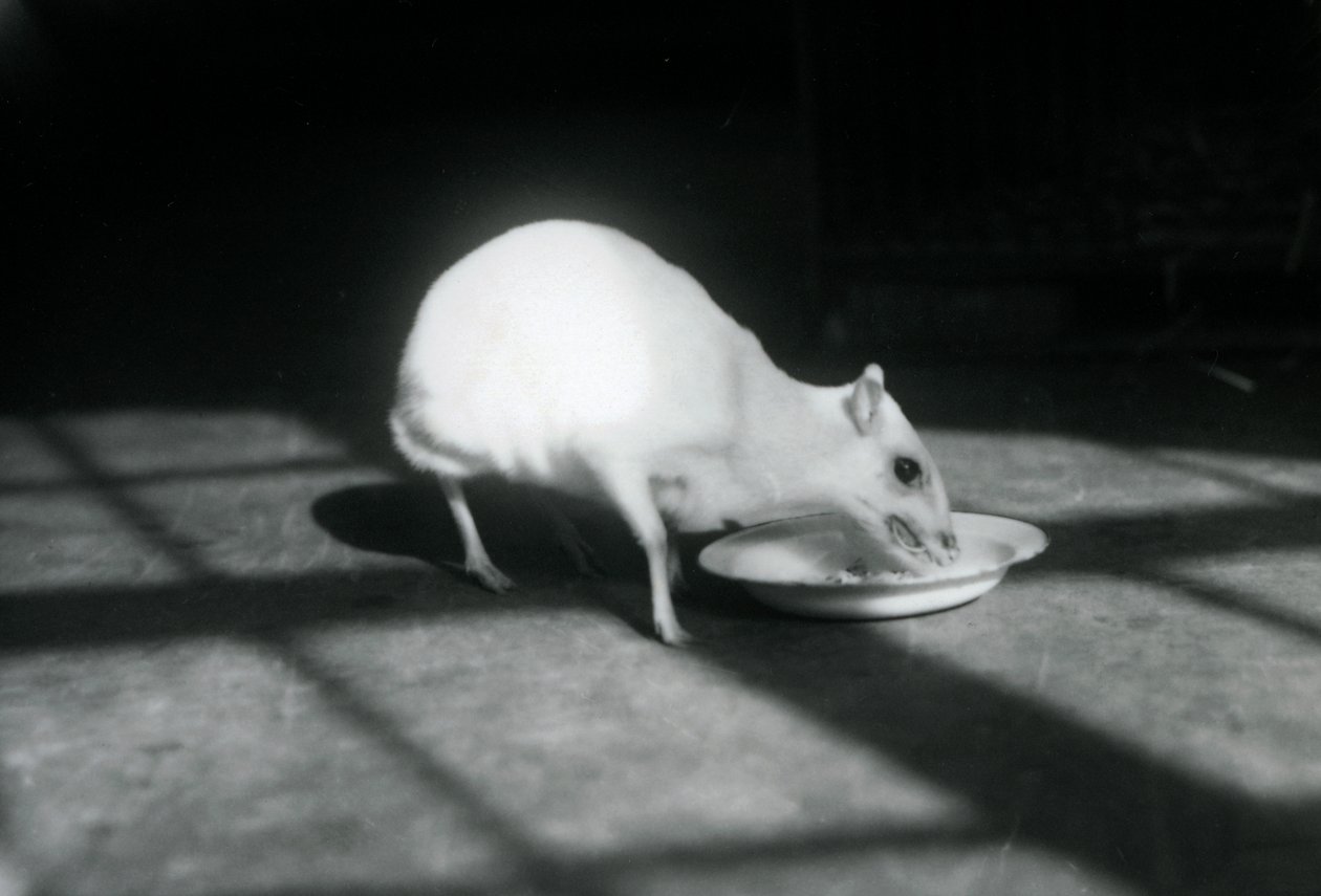 En albino-chevrotain som äter från en maträtt, London Zoo, december 1926 av Frederick William Bond