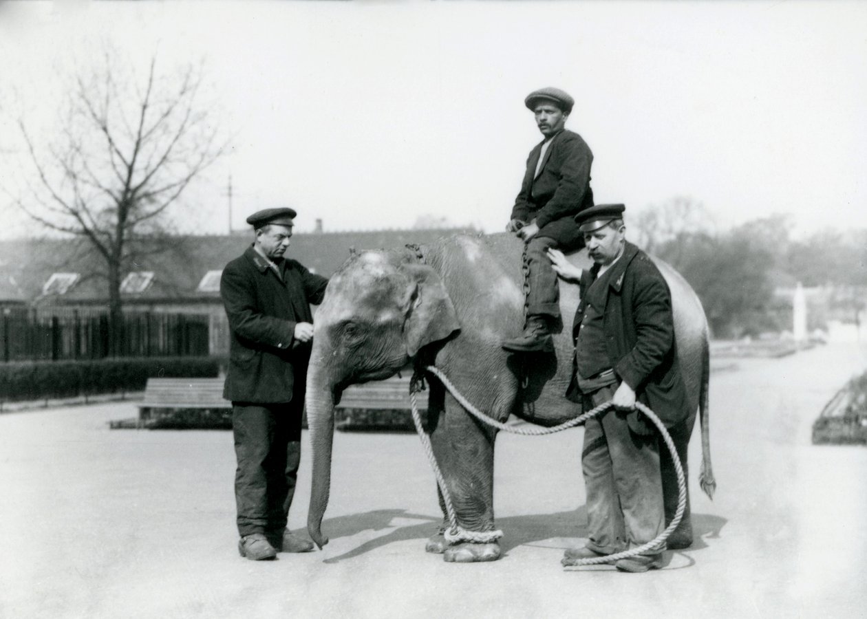 En baby indisk elefant med Keepers A. Church och H. Robertson på London Zoo, juni 1922 av Frederick William Bond