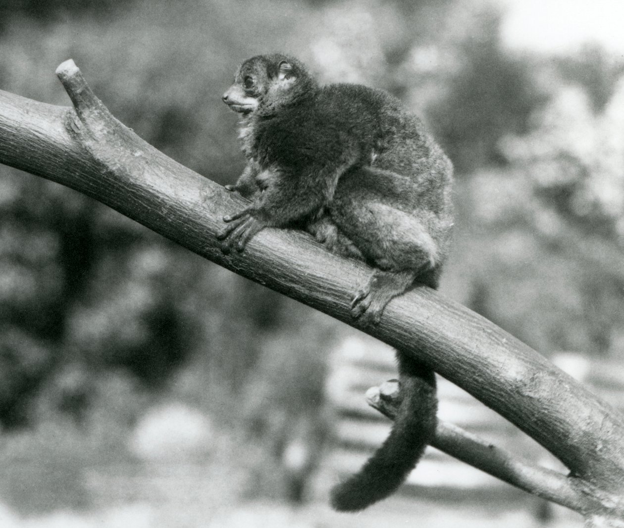 En hotad Coquerels jättemuslemur/Coquerels dvärglemur/södra jättemuslemur, vilande på en gren på London Zoo, oktober 1929 (s/v foto) av Frederick William Bond