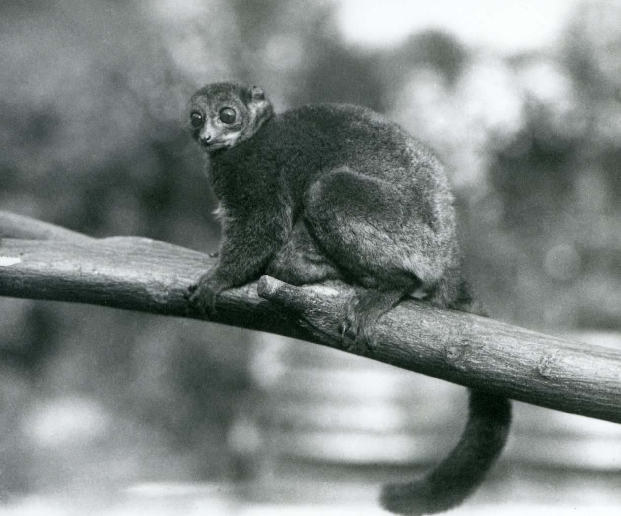 En hotad Coquerels jättemuslemur/Coquerels dvärglemur/södra jättemuslemur, vilande på en gren på London Zoo, oktober 1929 (s/v foto) av Frederick William Bond