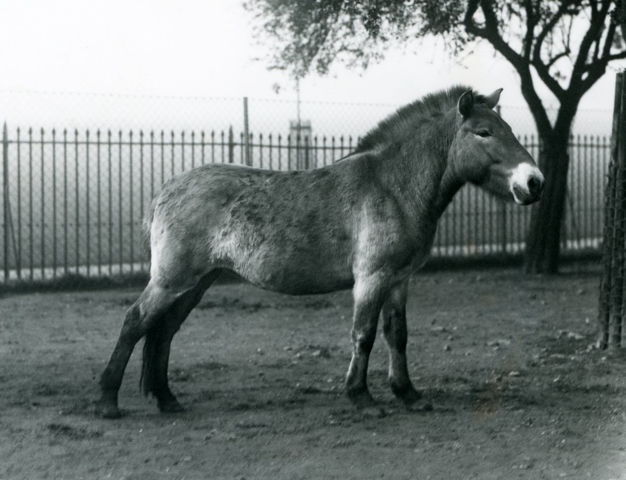 En utrotningshotad Przewalskis Wild Horse som står i sin hage vid London Zoo, oktober 1927 av Frederick William Bond
