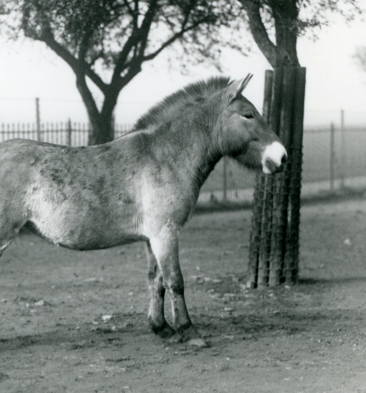 En utrotningshotad Przewalskis Wild Horse som står i sin hage vid London Zoo, oktober 1927 av Frederick William Bond