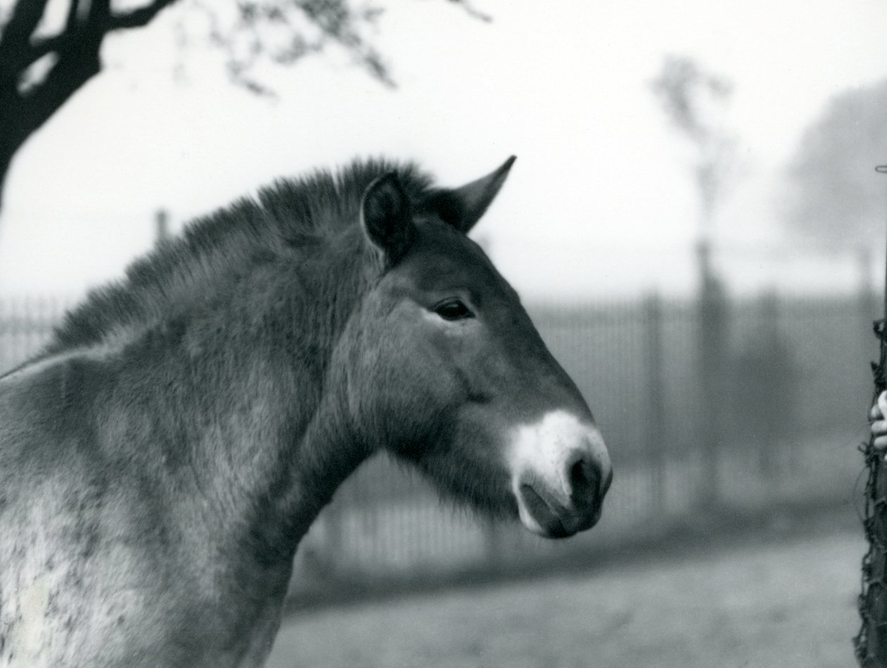 En utrotningshotad Przewalskis Wild Horse som står i sin hage vid London Zoo, oktober 1927 av Frederick William Bond