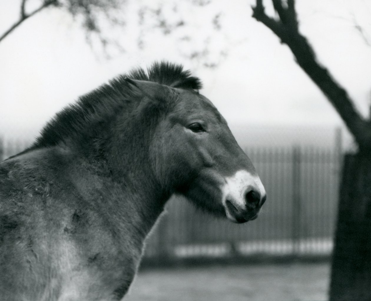 En utrotningshotad Przewalskis vildhäst som står i sin hage på London Zoo, oktober 1927 av Frederick William Bond