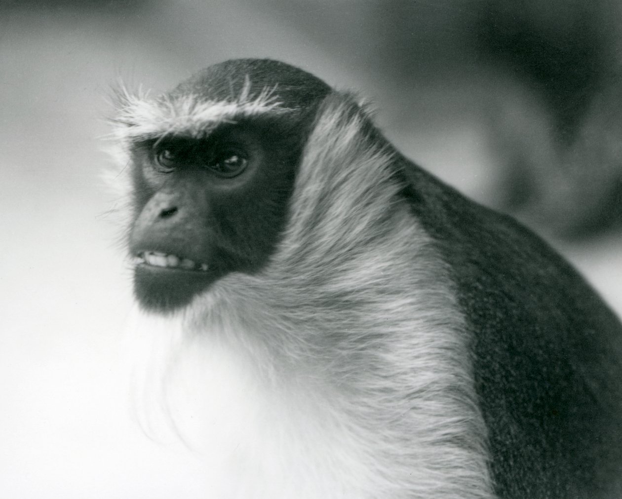 En utrotningshotad Roloway-apa vid London Zoo, 1927 av Frederick William Bond