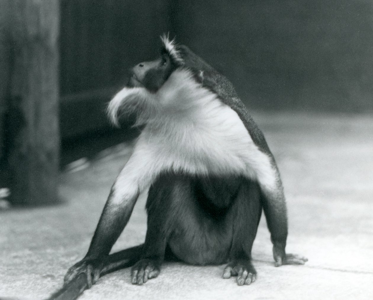En utrotningshotad Roloway-apa sitter på marken och tittar uppåt medan han håller i svansen, London Zoo, 1927 av Frederick William Bond