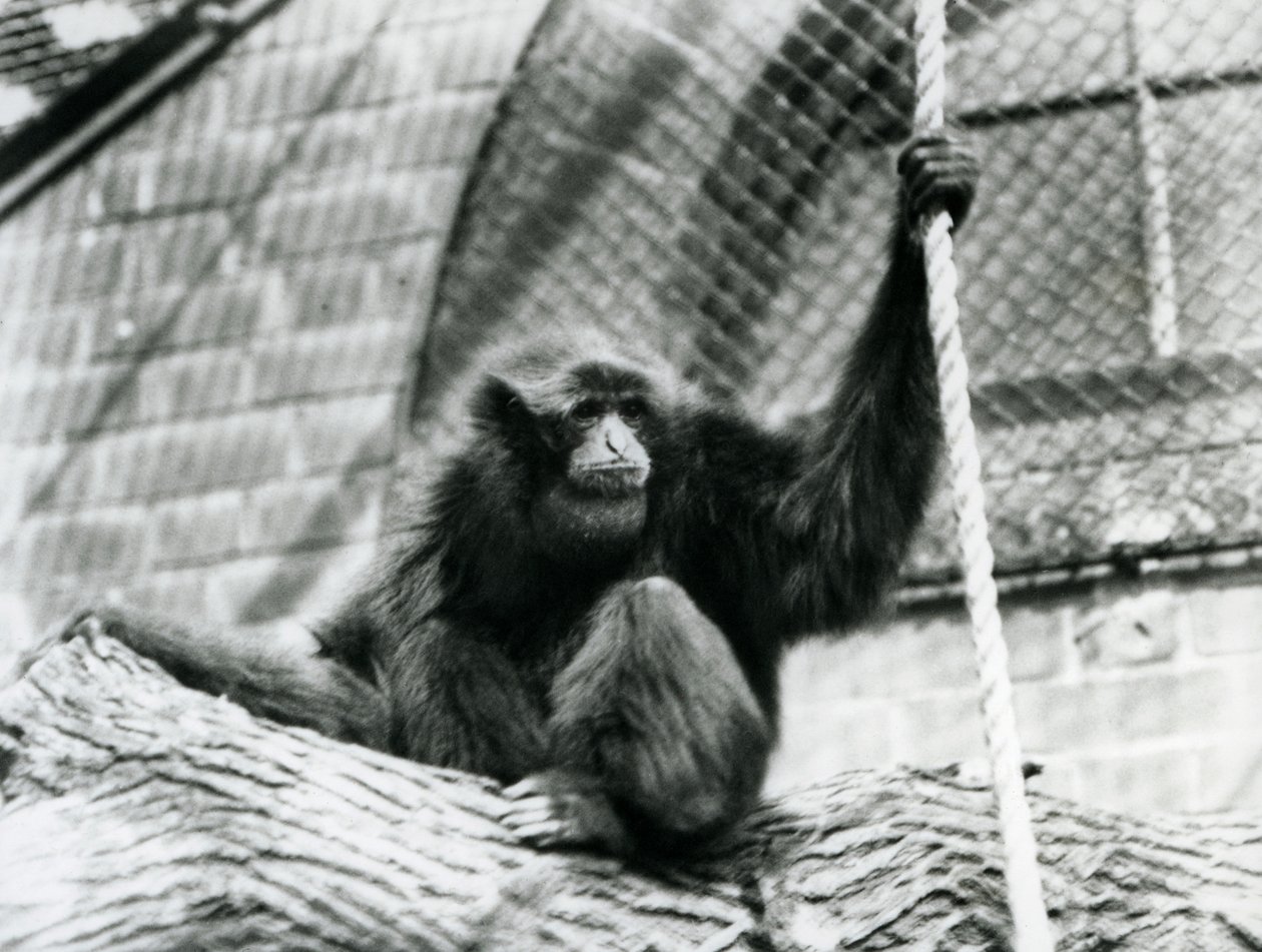 En utrotningshotad Siamang-gibbon sitter på en stock och håller i ett rep, London Zoo, 1927 av Frederick William Bond