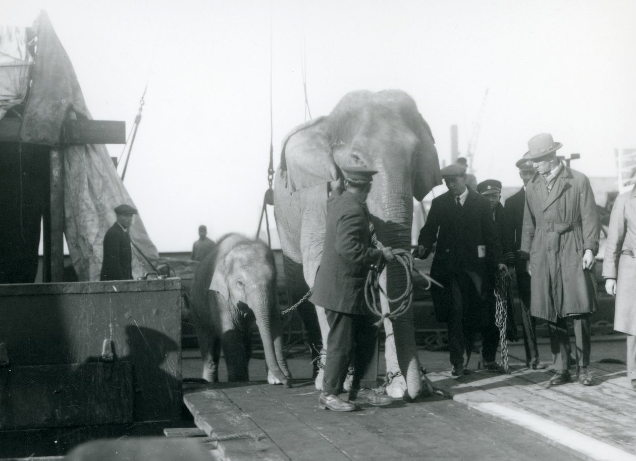 Asiatiska elefanter stiger av en båt på väg till London Zoo 1927 av Frederick William Bond