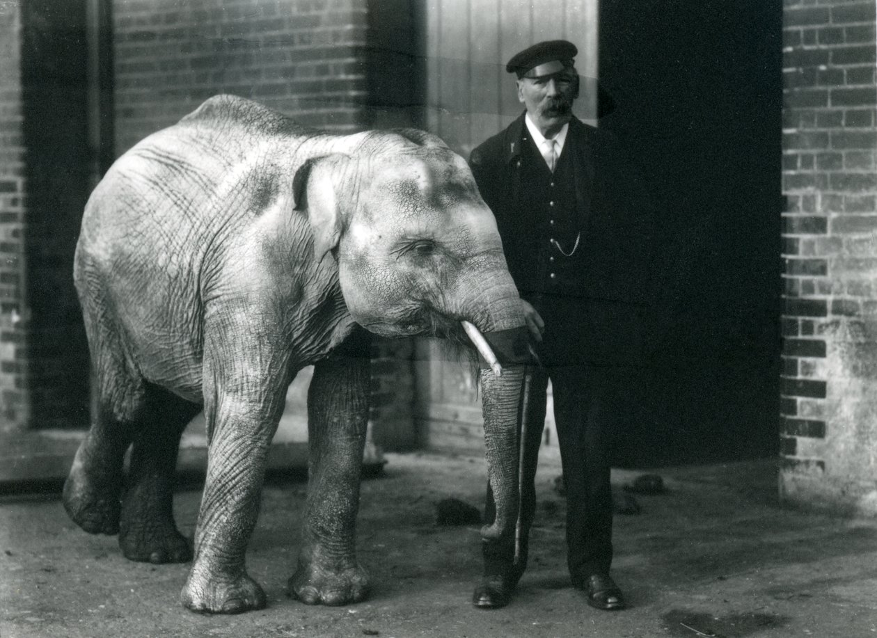 Asiatisk elefant med målvakten Charles Eyles, London Zoo, november 1915 av Frederick William Bond