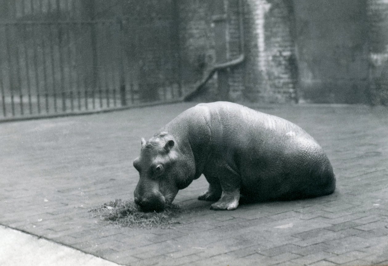 Baby flodhäst "Joan" äter på London Zoo, september 1920 av Frederick William Bond