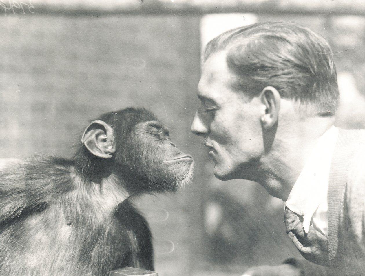 Booboo schimpansen och John Shelly på ZSL London Zoo, september 1927 av Frederick William Bond